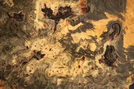 Stabilized Buckeye Burl